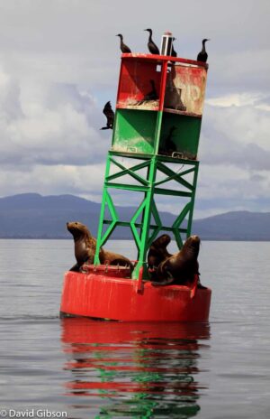 W075 SEA LION BUOY Wrangell, AK