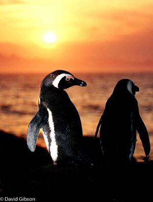 W077 AFRICAN PENGUINS Boulders Beach, Simonstown, South Africa