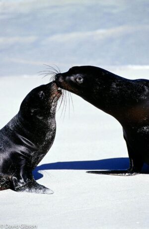 W078 KISSING SEA LIONS Galapagos Islands National Park, Ecuador
