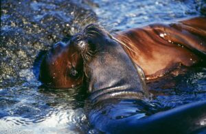 W079 SEA LIONS Galapagos Islands National Park, Ecuador