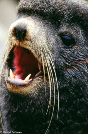 W081 NORTHERN FUR SEAL St. Paul Island, AK