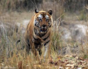 W082 TIGER Bandhavgarh, India