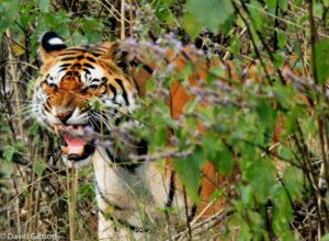 W083 SNARLING TIGER Kanha, India SNARLING TIGER Kanha, India