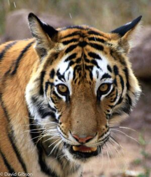 W084 BENGAL TIGER Bandhavgarh, India