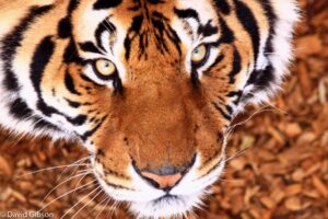 W085 TIGER FACE The Wild Animal Sanctuary, Keensburg, CO