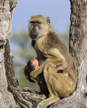 W088 YELLOW BABOON AND BABY Selous Game Reserve, Tanzania