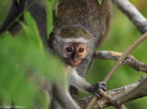 W089 BABY VERVET MONKEY Selous Game Reserve, Tanzania