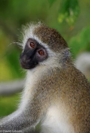 W090 VERVET MONKEY Selous Game Reserve, Tanzania