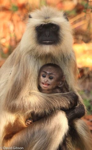 W092 LANGURS Kanha, India