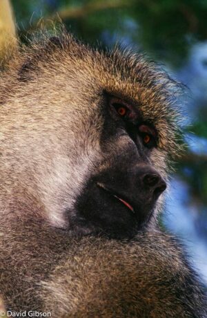 W094 OLIVE BABOON Amboseli National Park, Kenya