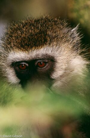 W095 VERVET MONKEY EYES Amboseli National Park, Kenya