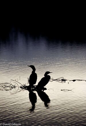 W096 CORMORANTS SILHOUETTE Bosque del Apache National Wildlife Refuge, NM