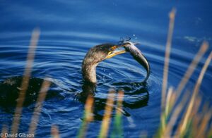 W097 DOUBLE-CRESTED CORMORANT Everglades National Park, FL