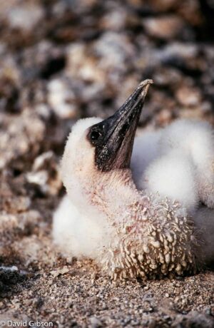 W098 BOOBY CHICK Galapagos Islands National Park, Ecuador