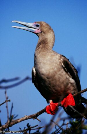 W099 RED-FOOTED BOOBY Galapagos Islands National Park, Ecuador