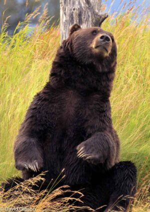 W101 GRIZZLY BEAR Alaska Wildlife Conservation Center, Portage, AK