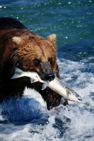 W102 GRIZZLY WITH SALMON McNeil River State Game Sanctuary, AK
