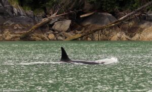 W103 KILLER WHALE Wrangell, AK