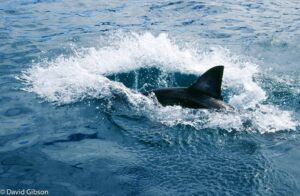 W104 GREAT WHITE SHARK FIN Gansbaai, South Africa
