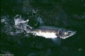 W106 CHUM SALMON Bird Creek, Valdez, AK