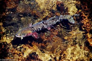 W107 GREENBACK CUTTHROAT TROUT Indian Peaks Wilderness Area, CO