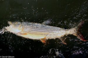 W108 TIGERFISH Zambezi River, Zambia