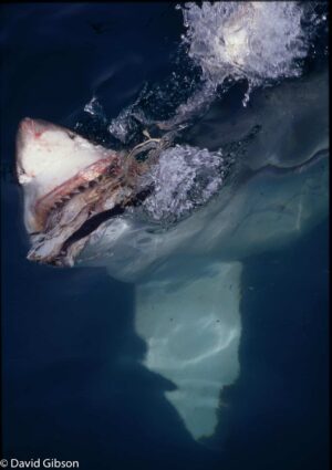 W110 GREAT WHITE SHARK Gansbaai, South Africa