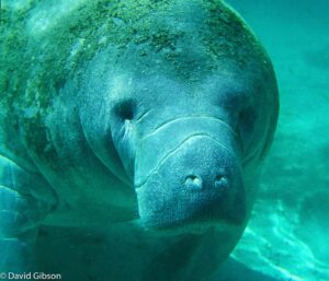 W112 MANATEE Crystal River National Wildlife Refuge, FL