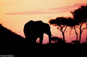 W113 ELEPHANT SUNSET Masai Mara National Reserve, Kenya