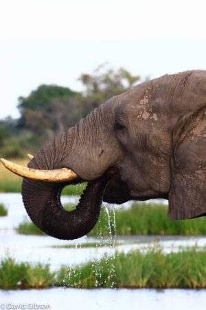 W114 ELEPHANT DRINKING Savuti, Botswana