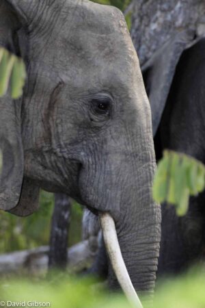 W115 ELEPHANT Selous Game Reserve, Tanzania