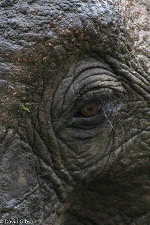 W116 ELEPHANT EYE Ruaha National Park, Tanzania