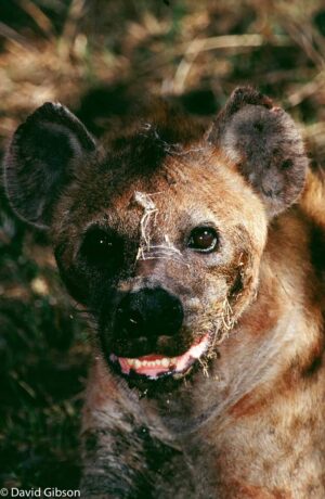 W119 HYENA FACE Serengeti National Park, Tanzania