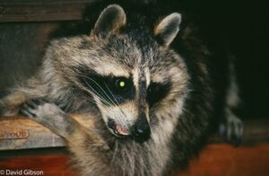 W126 RACCOON Nederland, CO