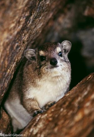 W127 ROCK HYRAX Serengeti National Park, Tanzania