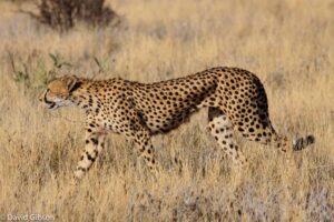 W128 CHEETAH Masai Mara National Reserve, Kenya