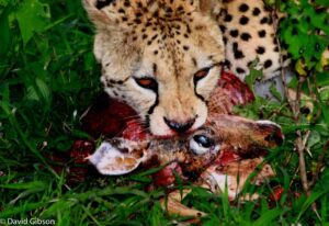 W132 CHEETAH KILL Masai Mara National Reserve, Kenya