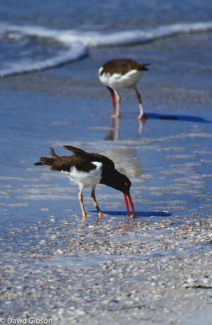 W134 OYSTERCATCHERS Egmont Key State Park, FL