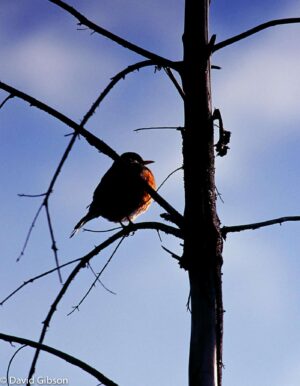 W135 ROBIN Yellowstone National Park, WY