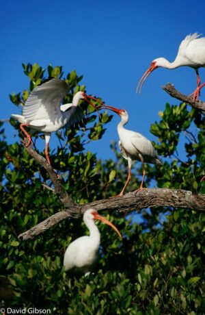 W136 WHITE IBISES Ruskin, FL