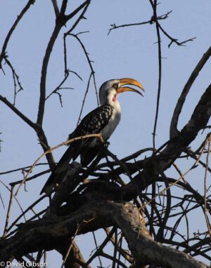 W137 YELLOW-BILLED HORNBILL Samburu National Reserve, Kenya