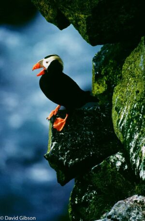 W138 TUFTED PUFFIN St. Paul Island, AK