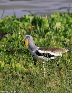 W140 WATTLED PLOVER Selous Game Reserve, Tanzania