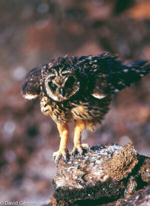 W142 GALAPAGOS OWL Galapagos Islands National Park, Ecuador