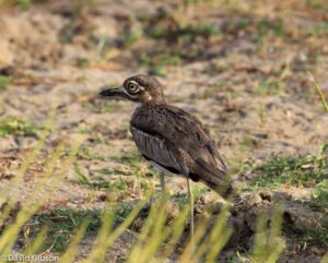 W144 WATER THICK-KNEE Selous Game Reserve, Tanzania