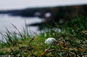 W146 MURRE EGG St. Paul Island, AK