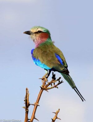 W147 LILAC-BREASTED ROLLER Samburu National Reserve, Kenya