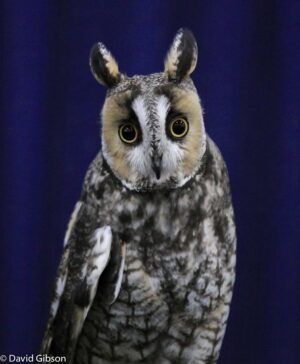 W150 LONG-EARED OWL HawkQuest, Parker, CO
