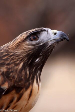 W151 RED-TAILED HAWK Rocky Mountain Raptor Program, Fort Collins, CO