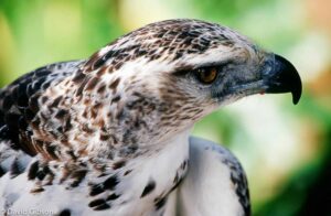 W153 MARTIAL EAGLE Spier Wine Estate, Stellenbosch, South Africa